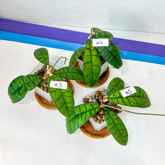 Hoya Callistophylla Short Leaves (#LB3~5) | Rare Imported Hoyas | Fast growing Indoor Plants | 3 Inch Pots/Leca Included