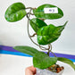 Hoya Motoskei (#LC3~4) | Rare Imported Hoyas | Fast growing Indoor Plants | 3 Inch Pots/Leca Included