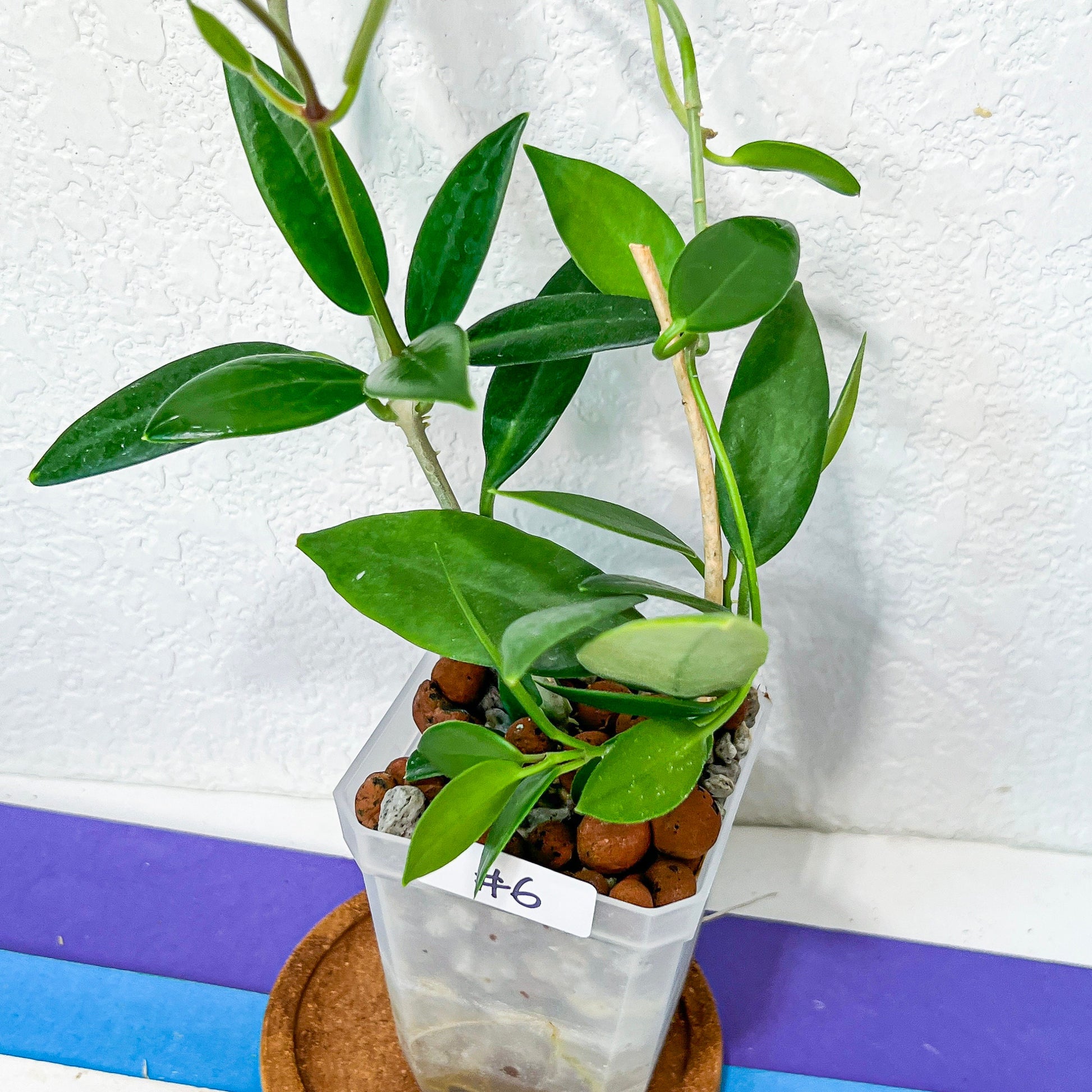 Hoya Australis Ssp. Rupicola IML 1754 H198 (#LE4~6) | Rare Imported Hoyas | Fast growing Indoor Plants | 3 Inch Pots/Leca Included