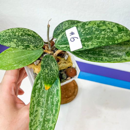 Hoya Rangsan Splash (#LG6~8) | Rare Imported Hoyas | Fast growing Indoor Plants | 3 Inch Pots/Leca Included