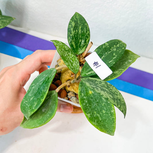 Hoya Rangsan Splash (#LG1~5) | Rare Imported Hoyas | Fast growing Indoor Plants | 3 Inch Pots/Leca Included