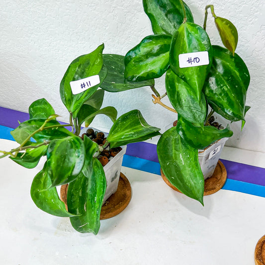 HoyaMmacrophylla Baibua (#LG10~11) | Rare Imported Hoyas | Fast growing Indoor Plants | 3 Inch Pots/Leca Included