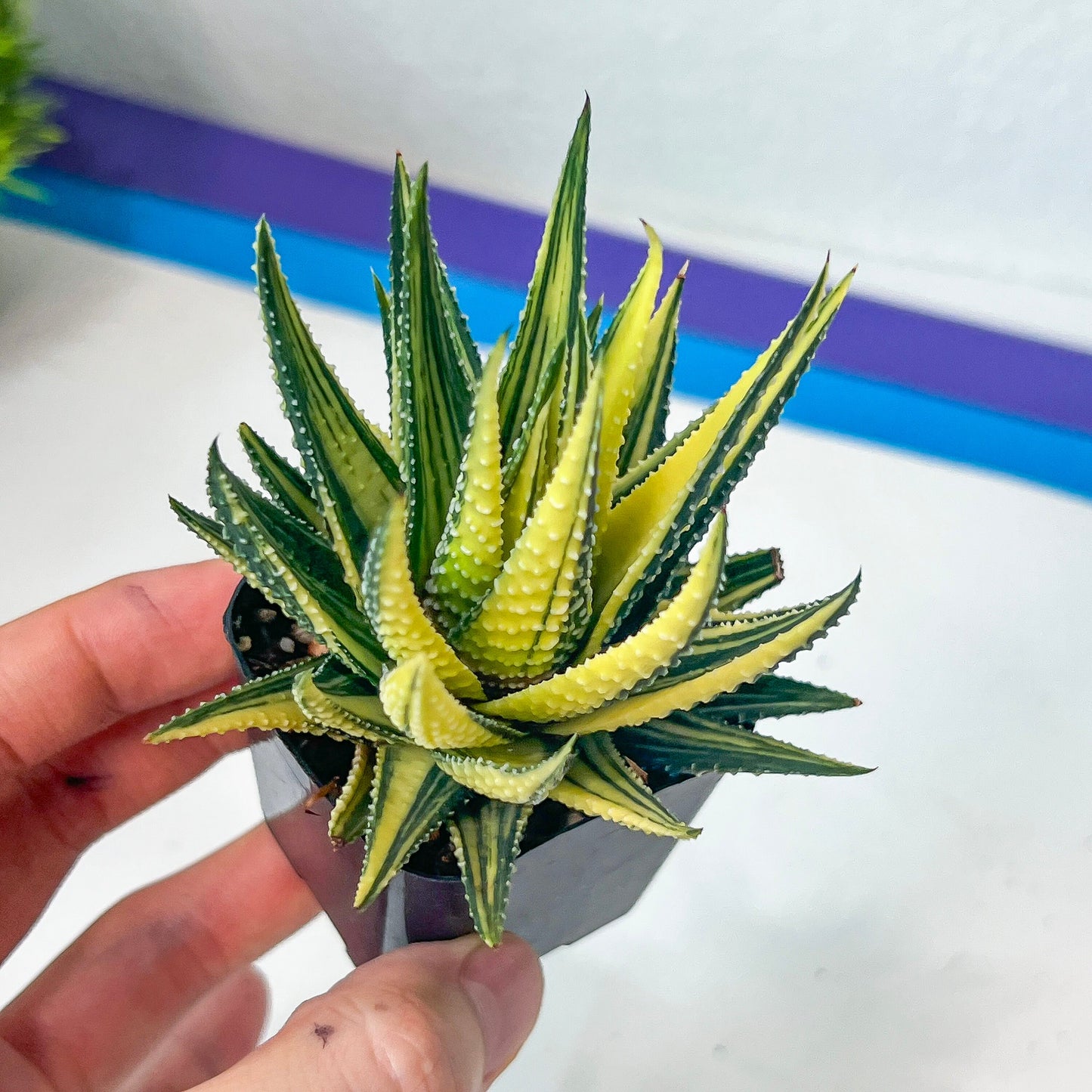 Haworthia Attenuata var. Radula Variegata (#HZ6) | Impored Haworthia | Rare Haworthia | Rare Succulant