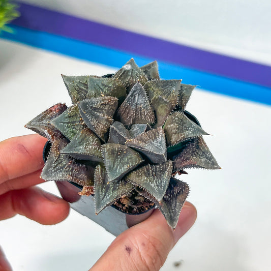 African Import - Haworthia cv. Hakuma (#HZ2) | Impored Haworthia | Rare Haworthia | Rare Succulant