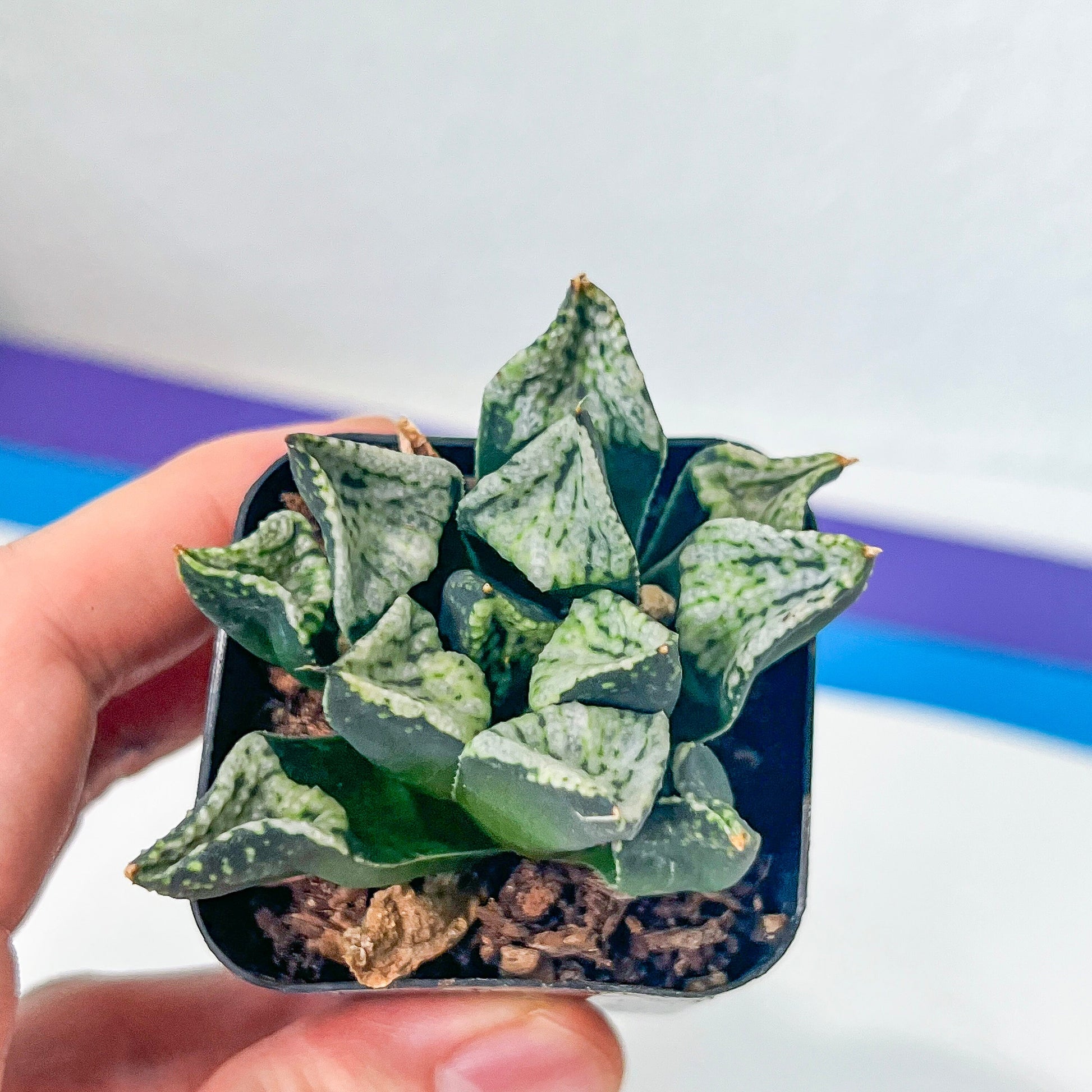 Hworthia Pandora (#HB6) | Impored Haworthia | Rare Haworthia | Rare Succulant