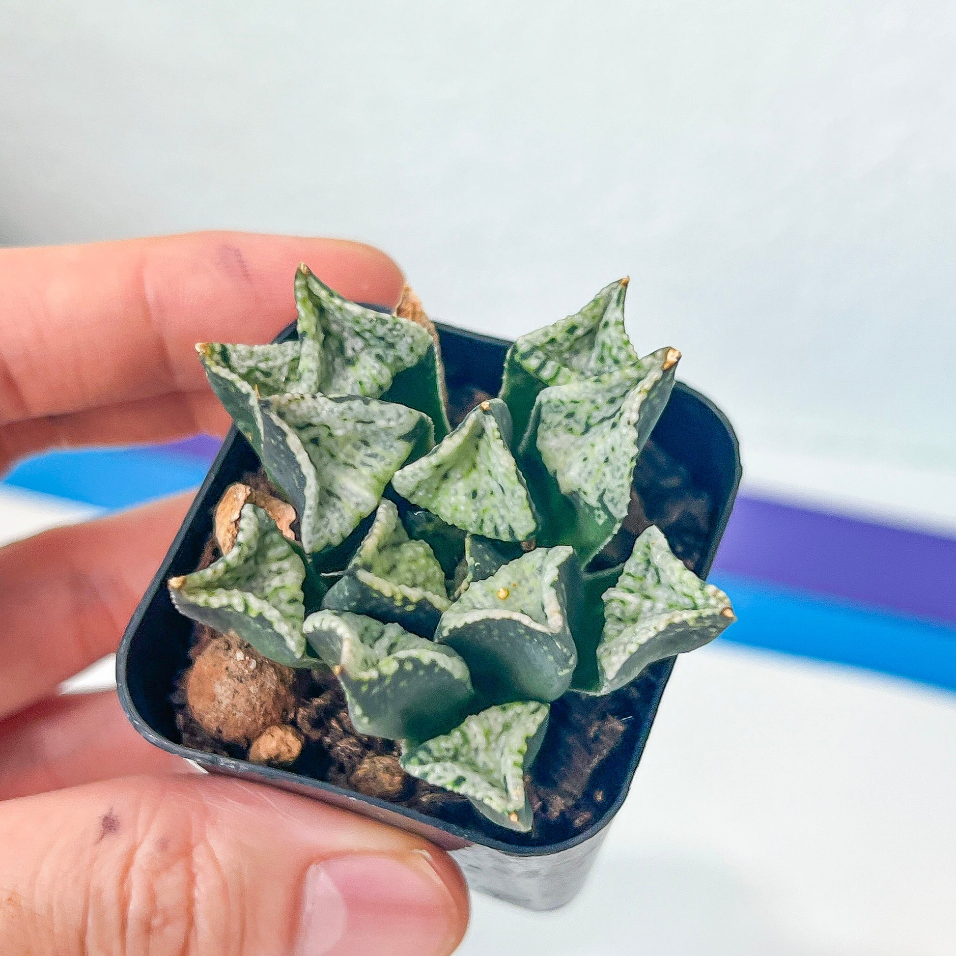 Hworthia Pandora (#HB6) | Impored Haworthia | Rare Haworthia | Rare Succulant