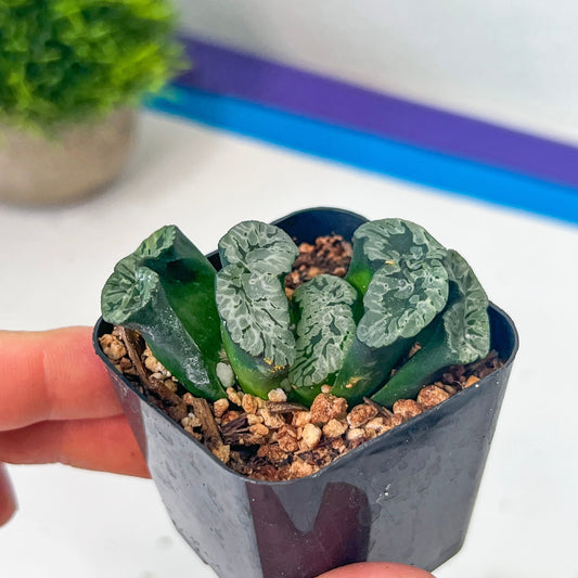 Haworthia Genbu (#HZ2) | Impored Haworthia | Rare Haworthia | Rare Succulant