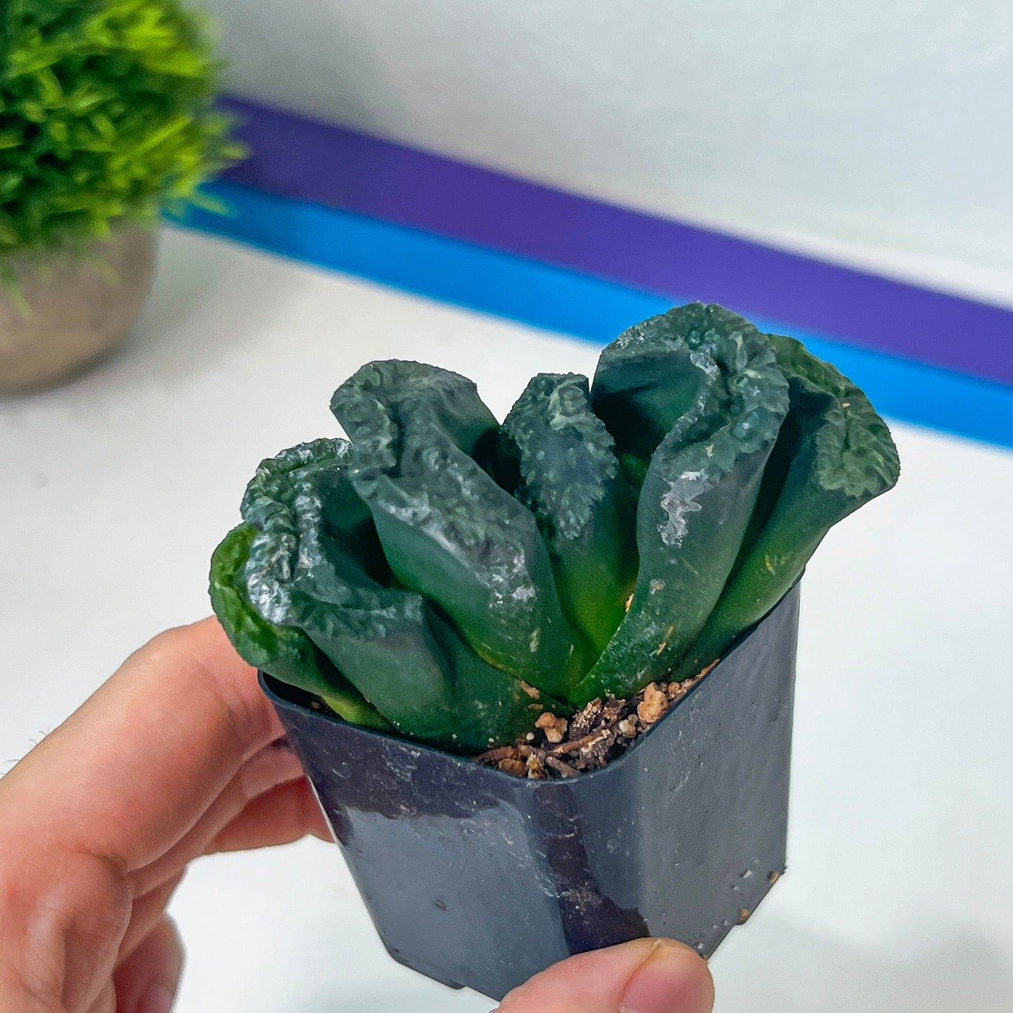 Haworthia Tanaka Yuuichi (#HZ1) | Impored Haworthia | Rare Haworthia | Rare Succulant