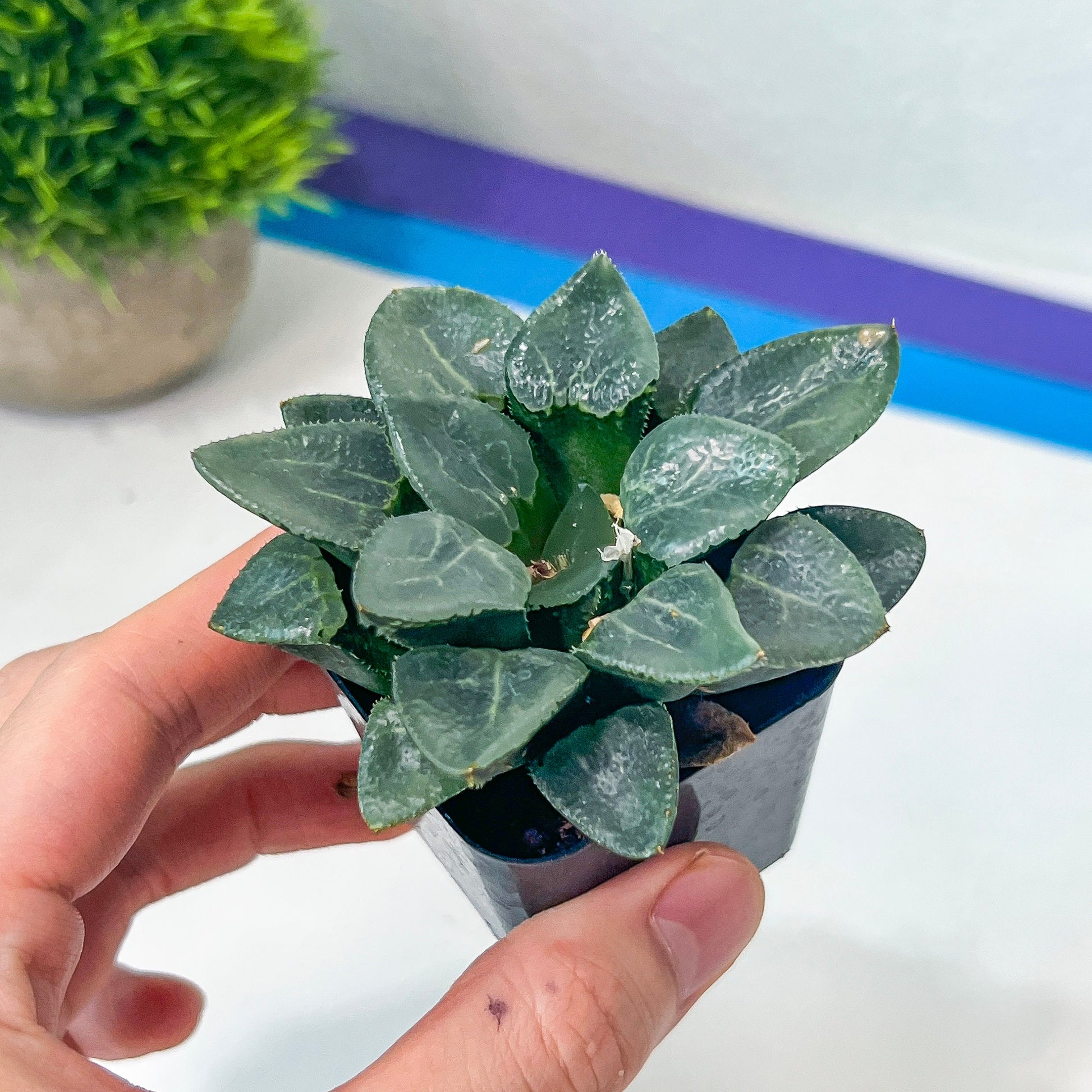 Haworthia Correcta Ready Stock (#HD1) | Impored Haworthia | Rare Haworthia | Rare Succulant