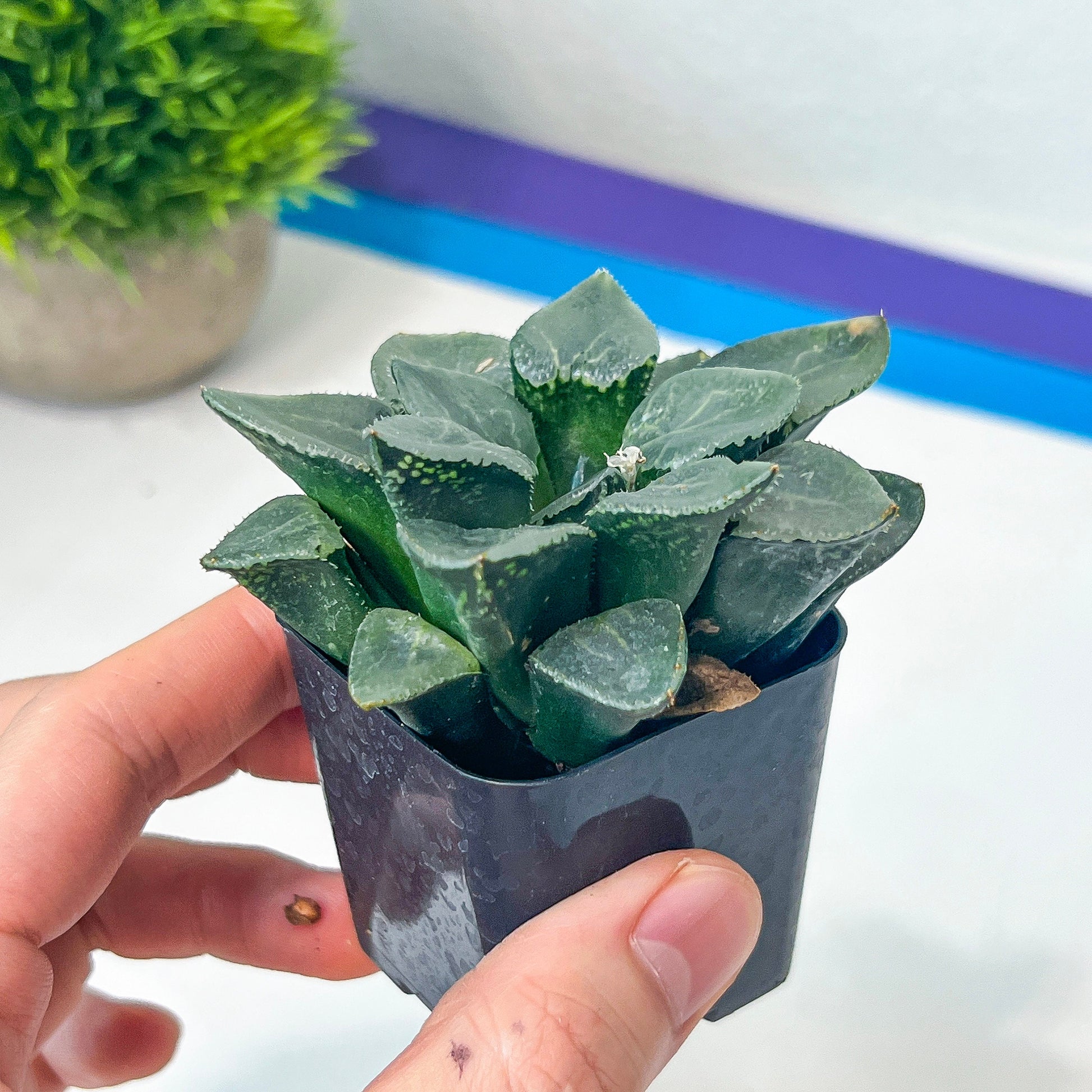 Haworthia Correcta Ready Stock (#HD1) | Impored Haworthia | Rare Haworthia | Rare Succulant