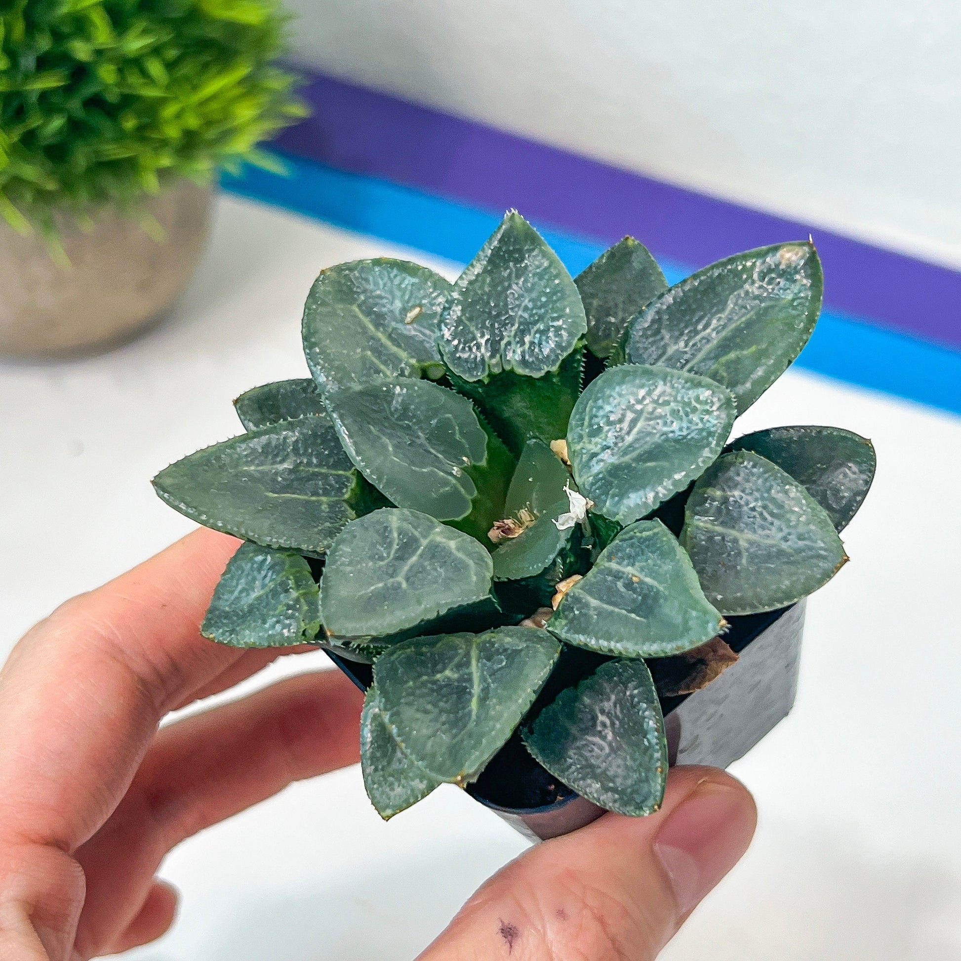 Haworthia Correcta Ready Stock (#HD1) | Impored Haworthia | Rare Haworthia | Rare Succulant