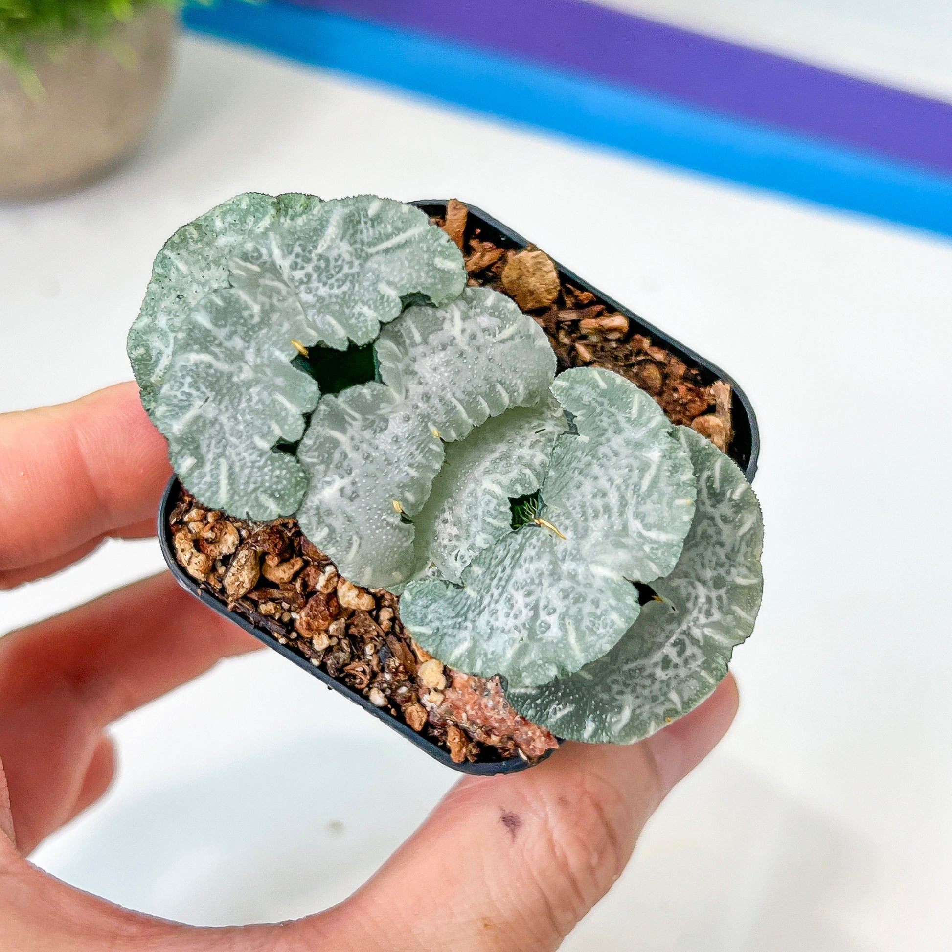 Haworthia Truncata White Mammoth (#HY4) | Impored Haworthia