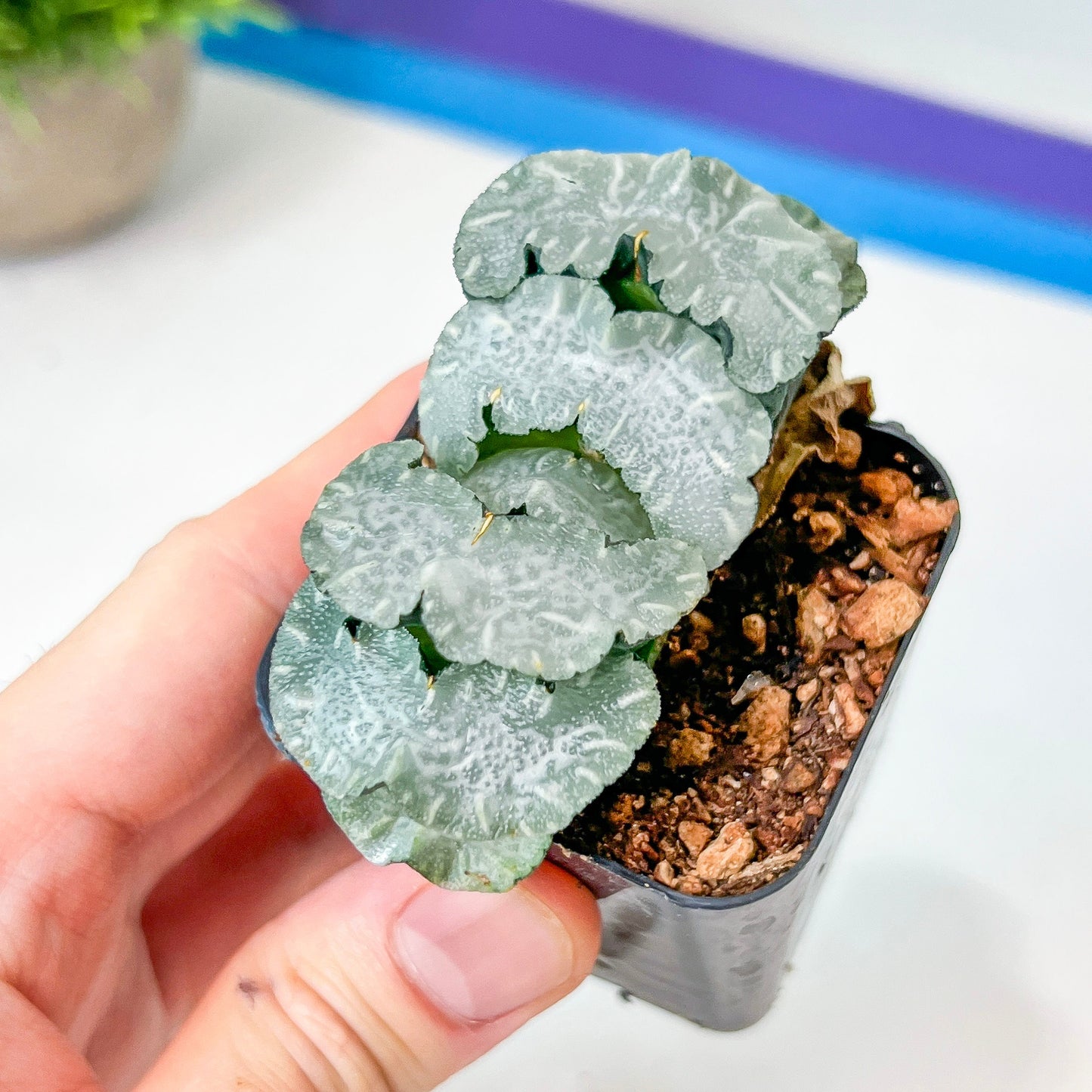 Haworthia Truncata White Mammoth (#HY4) | Impored Haworthia