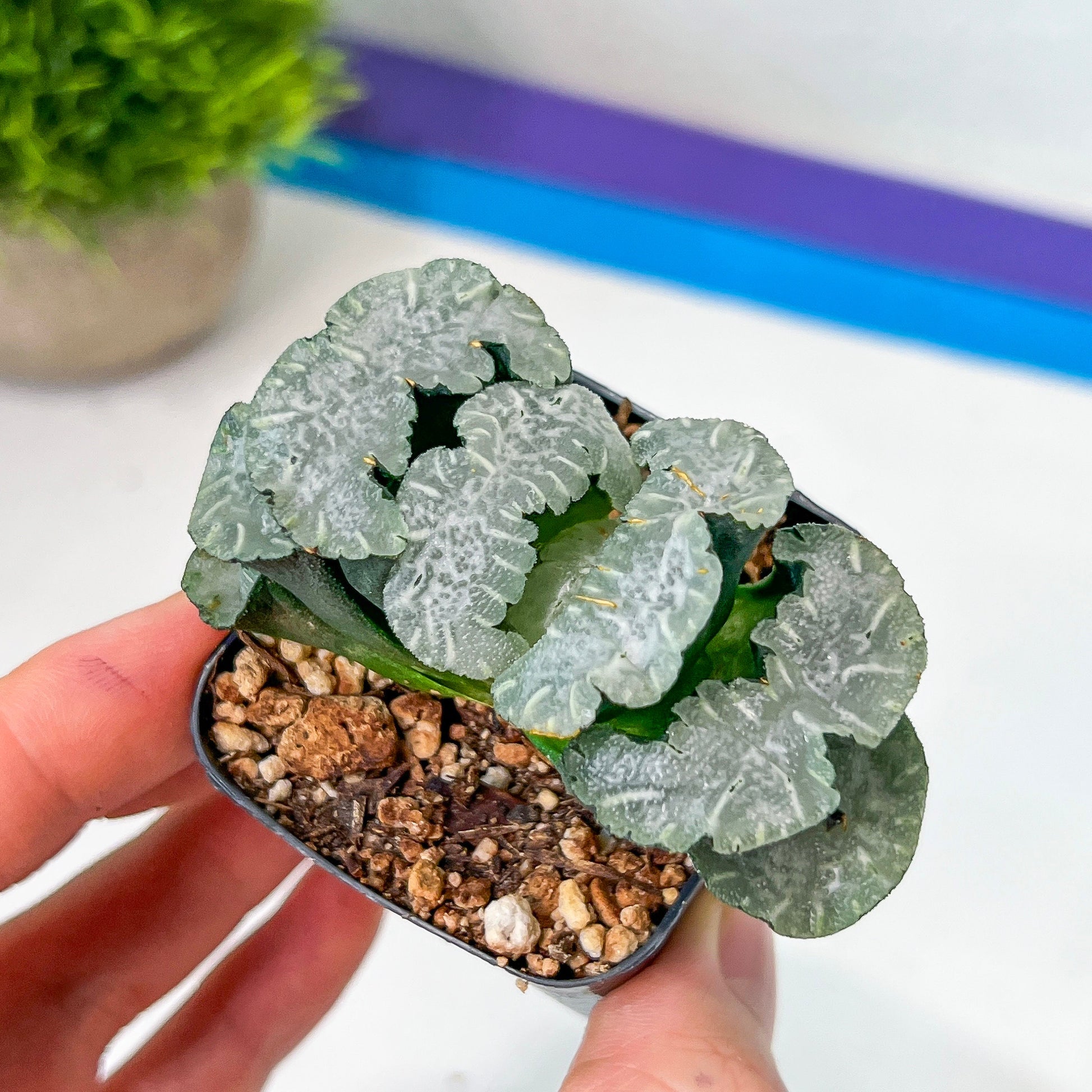 Haworthia Truncata White Mammoth (#HY4) | Impored Haworthia