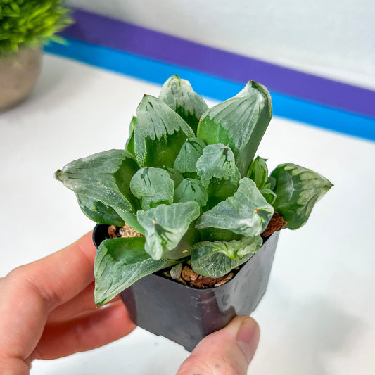 Haworthia Ice City (#HF1) | Impored Haworthia | Rare Haworthia | Rare Succulant