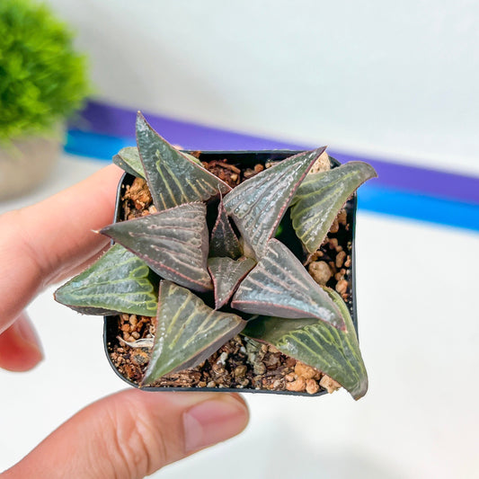 Haworthia 950 Splendens x Badia (#HE4) | Impored Haworthia | Rare Haworthia | Rare Succulant