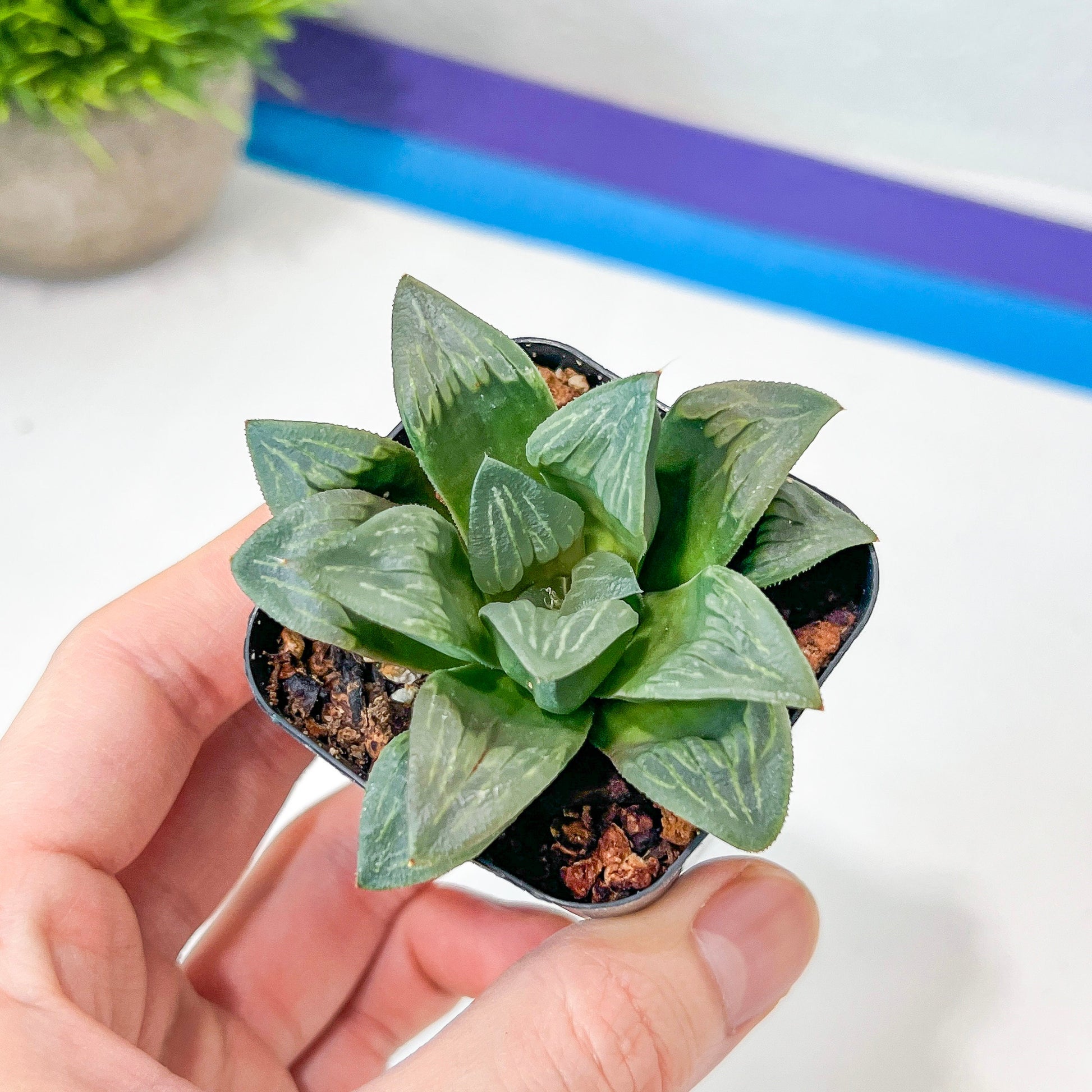 Haworthia White Window (#HA2) | Rare Imported Succulent