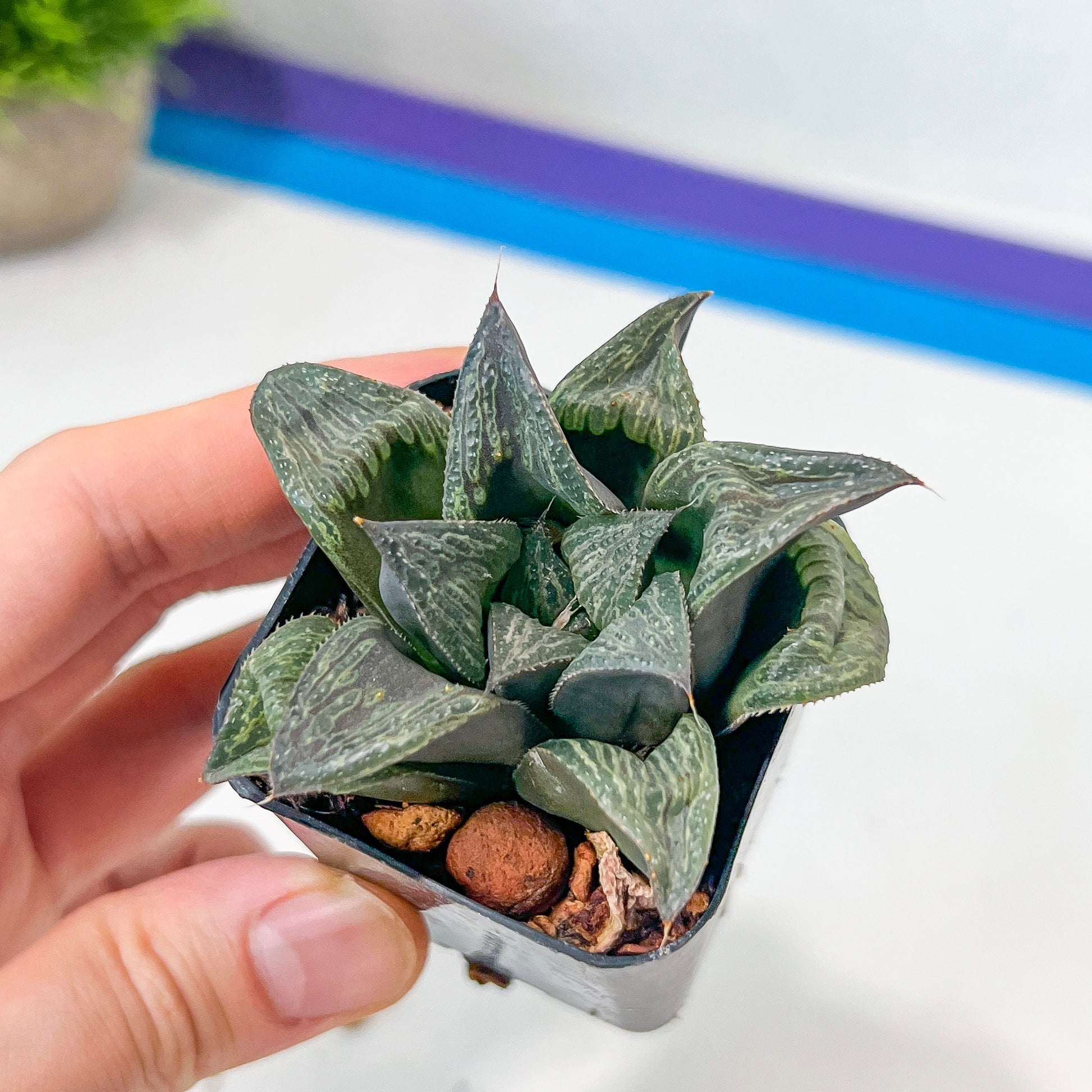 Haworthia magnifica Var. Splenden (#HA3) | Rare Imported Succulent