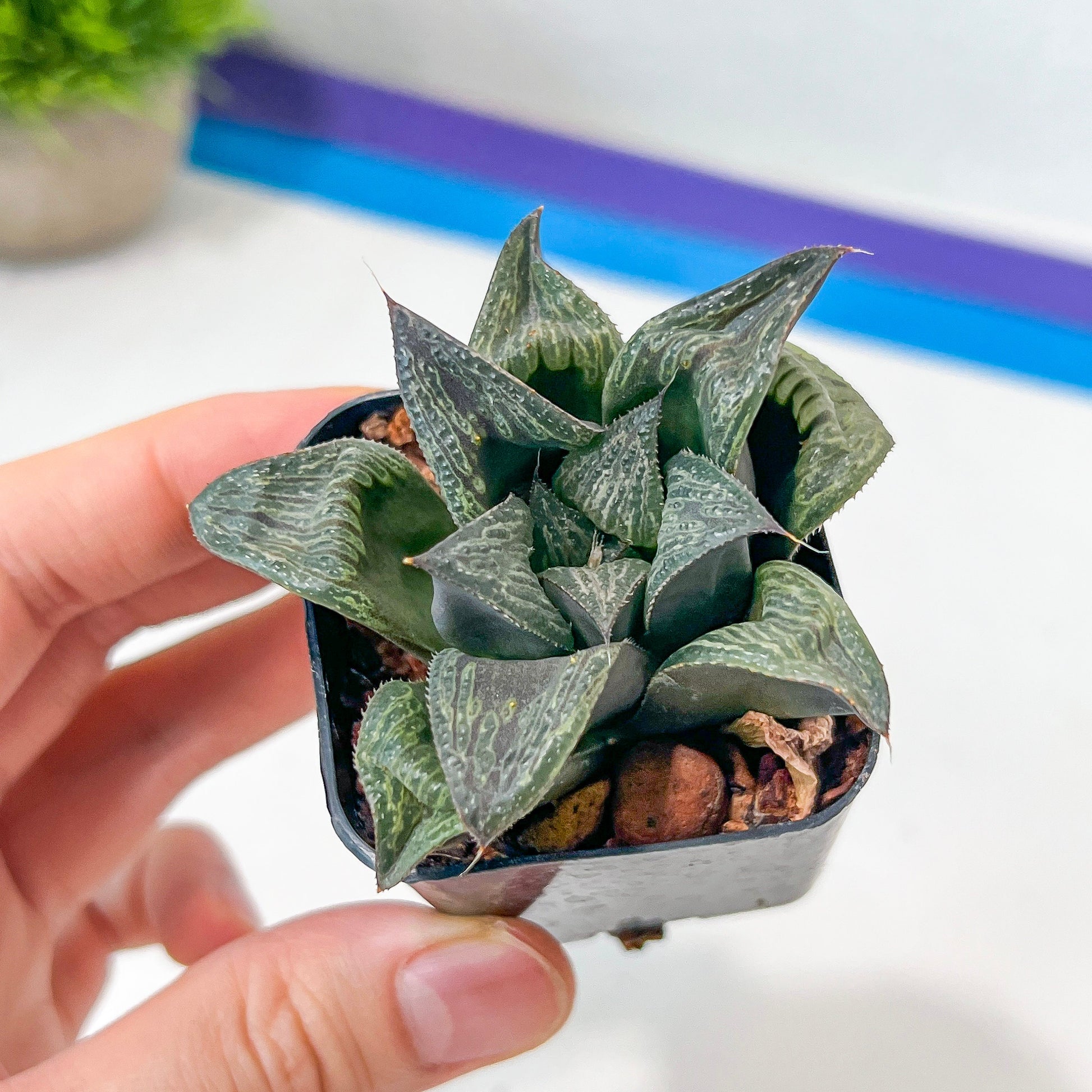 Haworthia magnifica Var. Splenden (#HA3) | Rare Imported Succulent