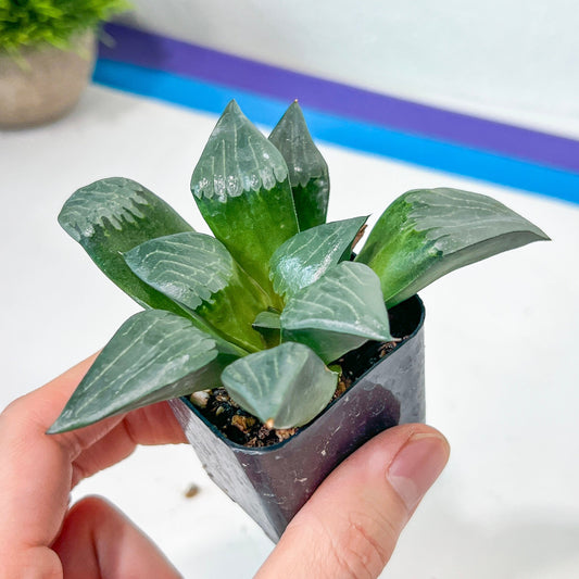 Haworthia Aboukyuu (#HA4) | Impored Haworthia | Rare Haworthia | Rare Succulant