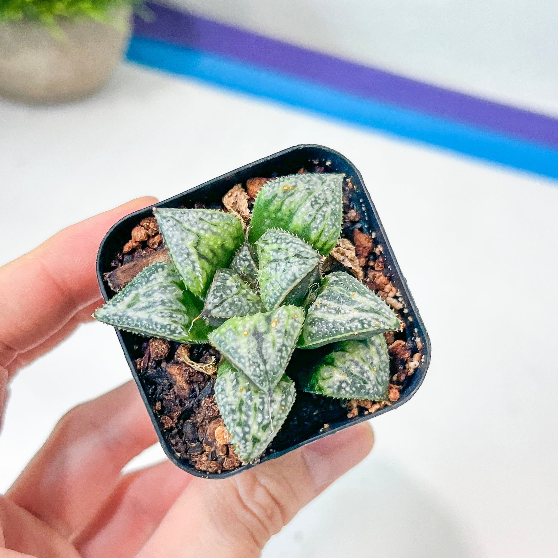 Haworthia Yukigeshiki (#HC3) | Impored Haworthia | Rare Haworthia | Rare Succulant