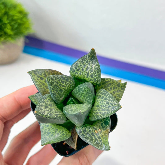 Haworthia Beluga (#HC4) | Impored Haworthia | Rare Haworthia | Rare Succulant