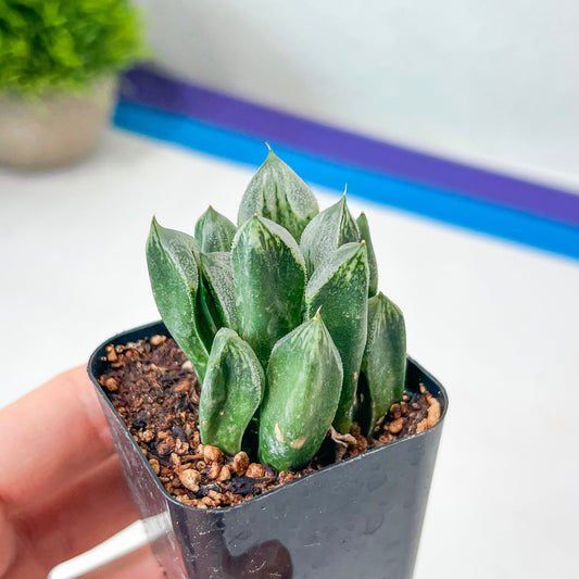 Haworthia Love Hearts (#HC5) | Impored Haworthia | Rare Haworthia | Rare Succulant