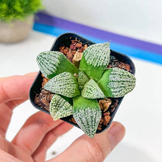 Haworthia Picta Cv PO-3 (#HC6) | Impored Haworthia | Rare Haworthia | Rare Succulant