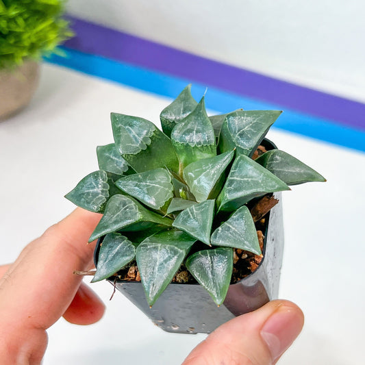 Haworthia Bayeri Konoha (#HF4) | Rare Imported Succulent