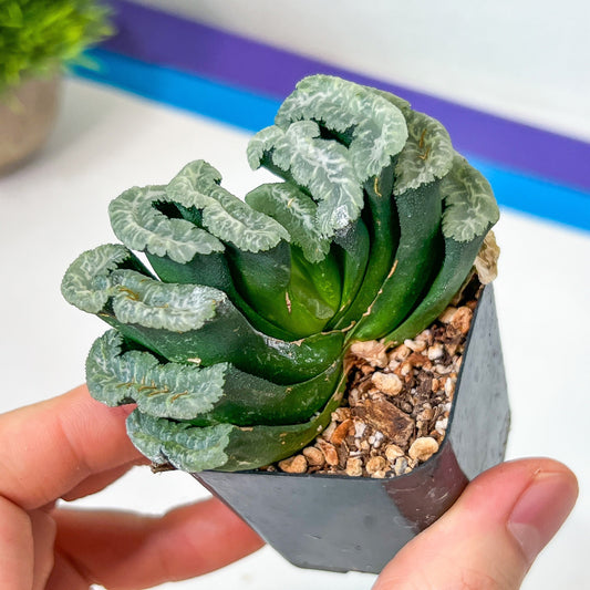 Haworthia Hybrid Shoubing (#HY1) | Impored Haworthia | Rare Haworthia | Rare Succulant