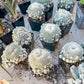Epithelantha Micromeris (#M44) | Cotton Cactus | Ball Cactus