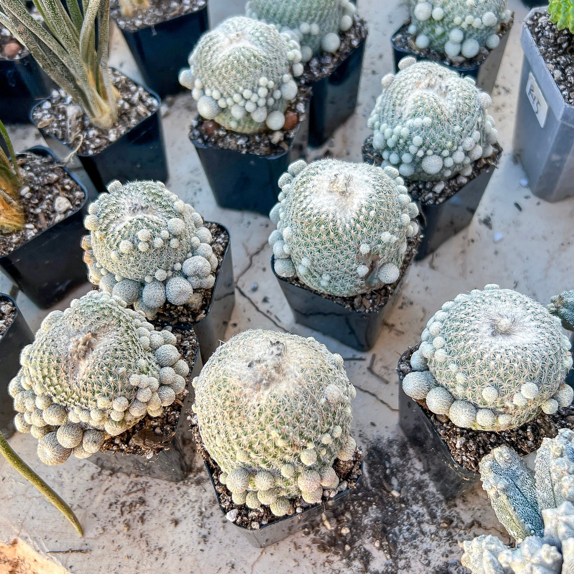 Epithelantha Micromeris (#M64) | Cotton Cactus | Ball Cactus