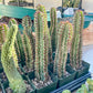 Confinalis Ssp. Rhodesia Cactus (#V4) | Mint Color cactus | Rare cactus