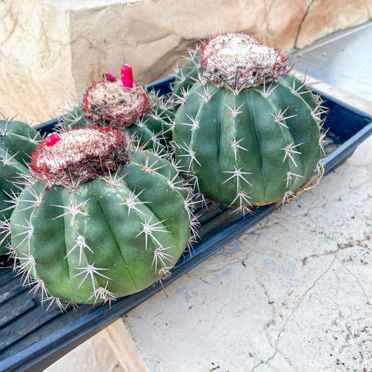 Matanzanus White Cup (#M5) | Turks Cap Cactus | Melon Cactus