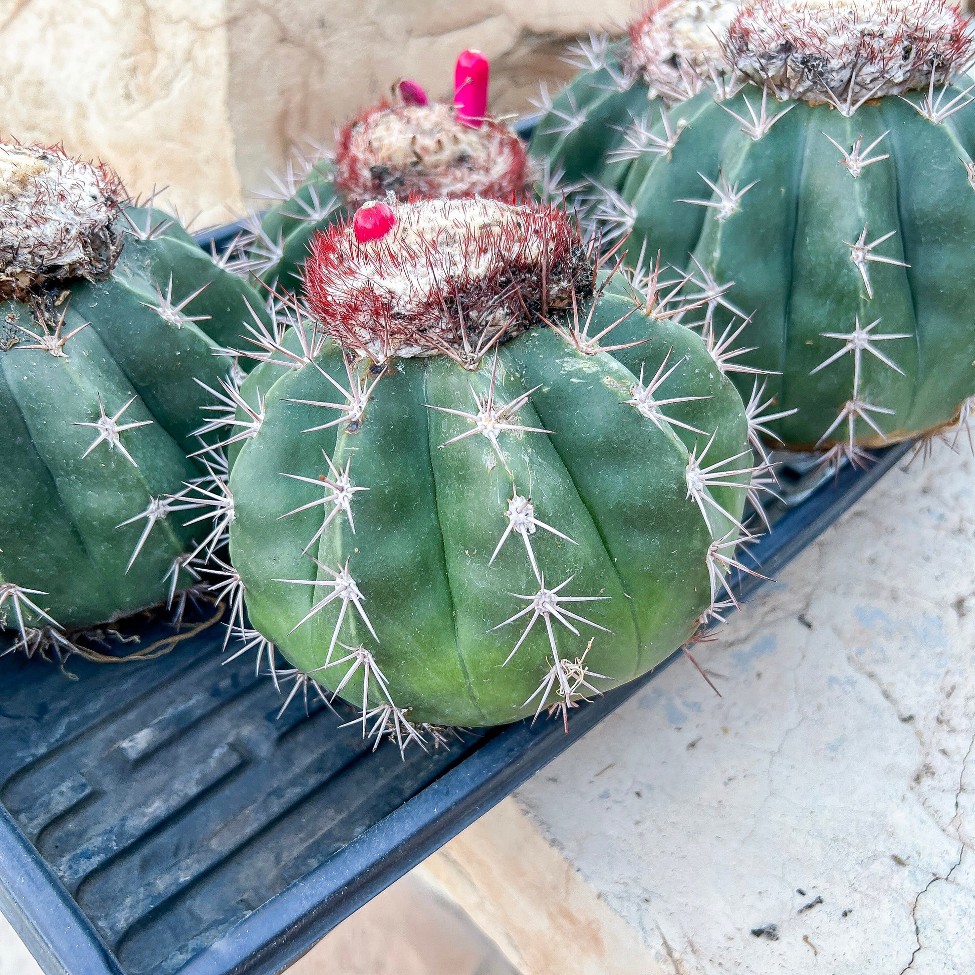 Matanzanus White Cup (#M5) | Turks Cap Cactus | Melon Cactus