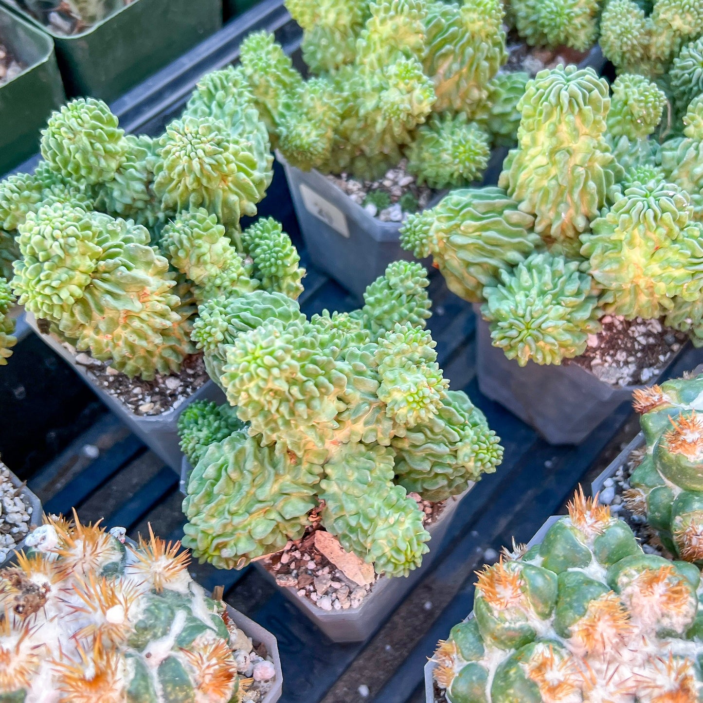 Echinofossulocactus Inermis (#M1) | Cotton Cactus | Ball Cactus