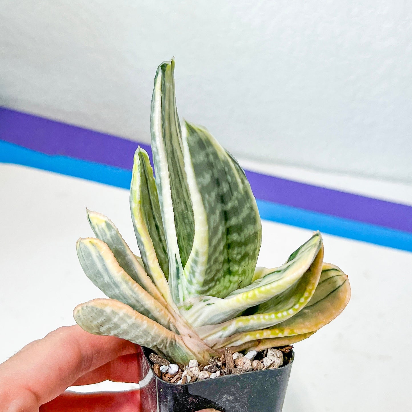 Gasteria Nigricans Variegata | South African Plants | Imported Plants