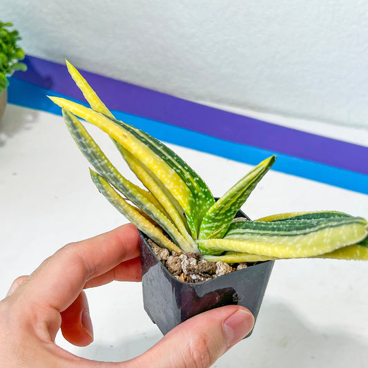 Gasteria Batesiana Variegated (#D4) | South African Plants | Imported Plants