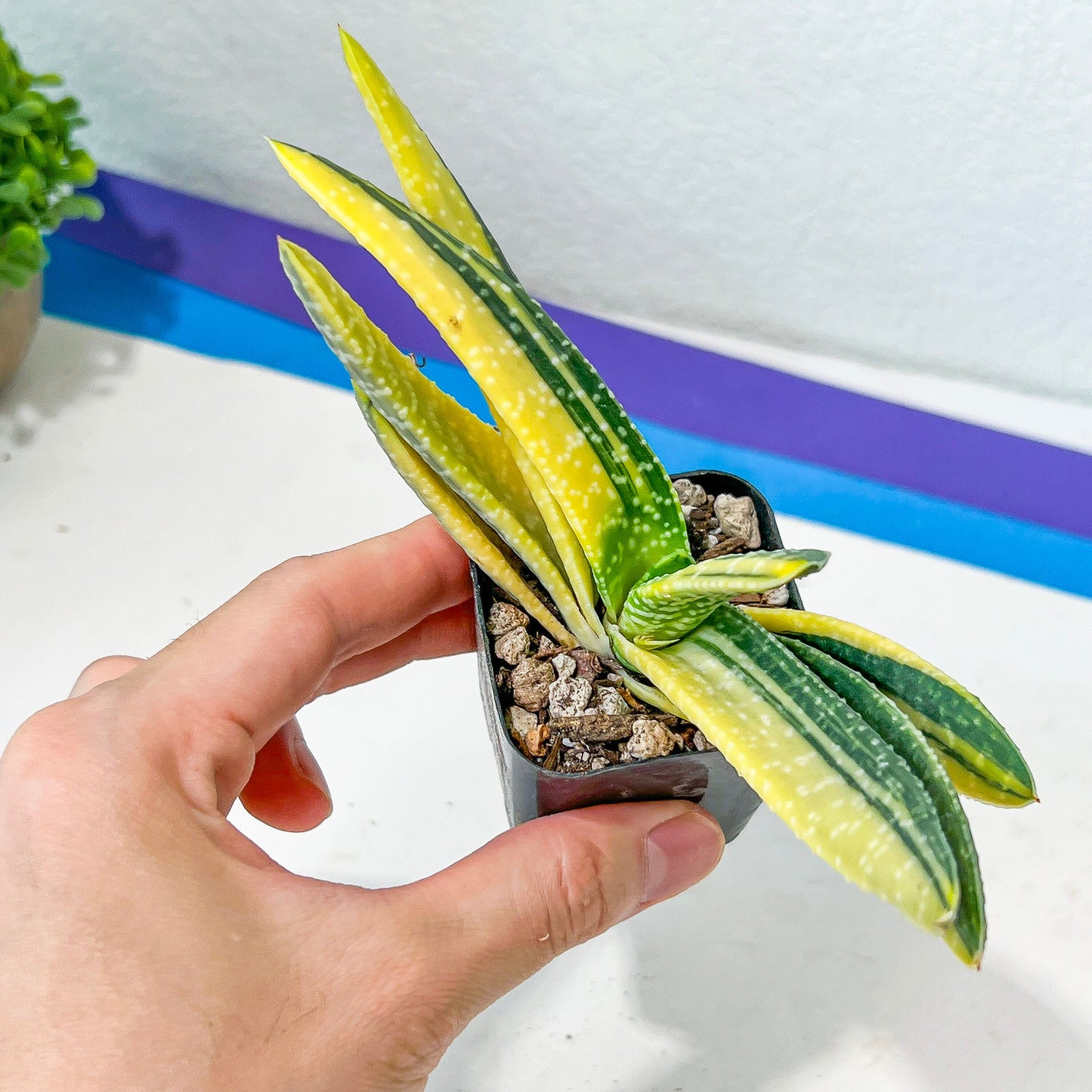 Gasteria Ferucossa Variegated (#D4) | South African Plants | Imported Plants