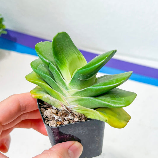 Gasteria Hybrid Tigerspot (#B1) | South African Plants | Imported Plants