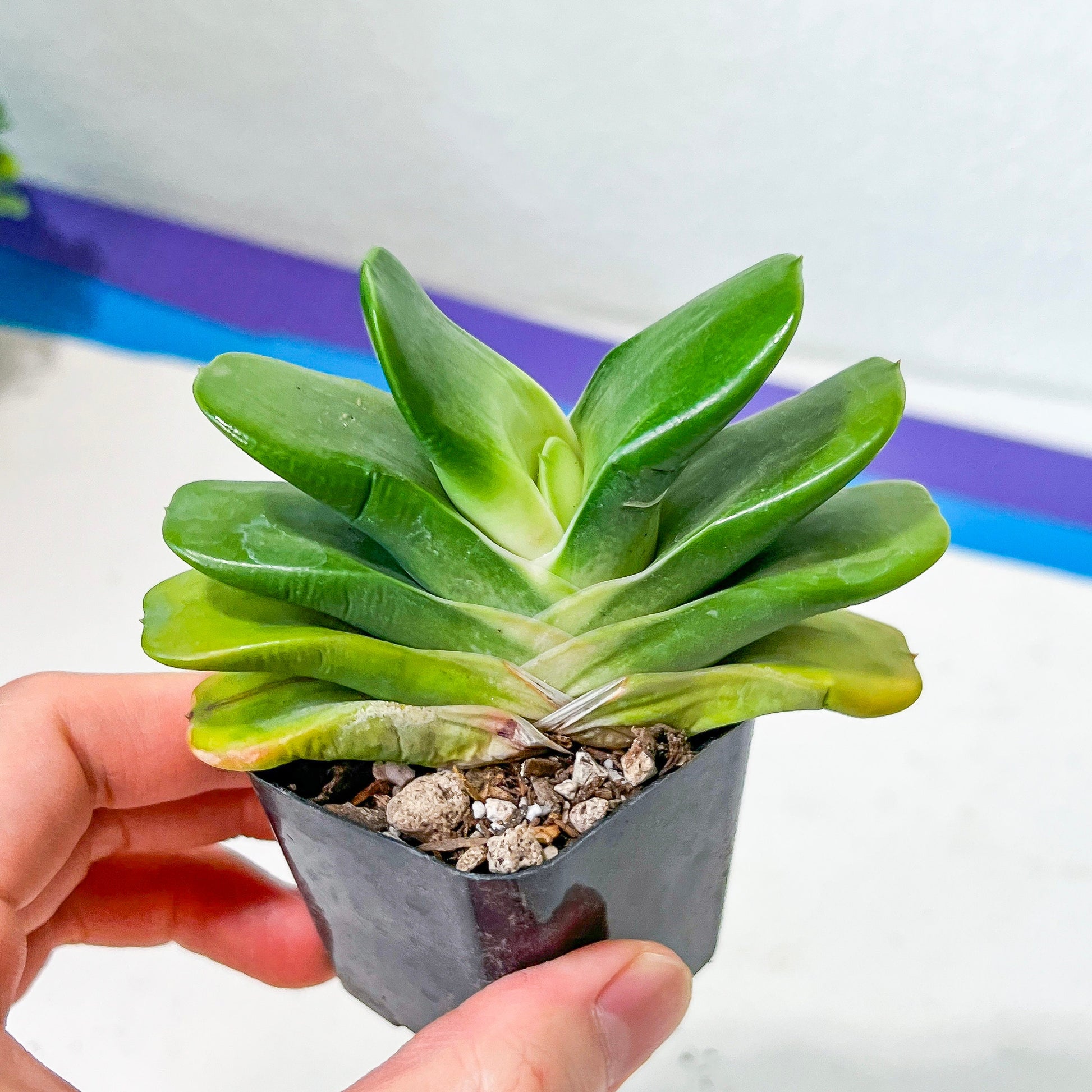 Gasteria Hybrid Tigerspot (#B1) | South African Plants | Imported Plants