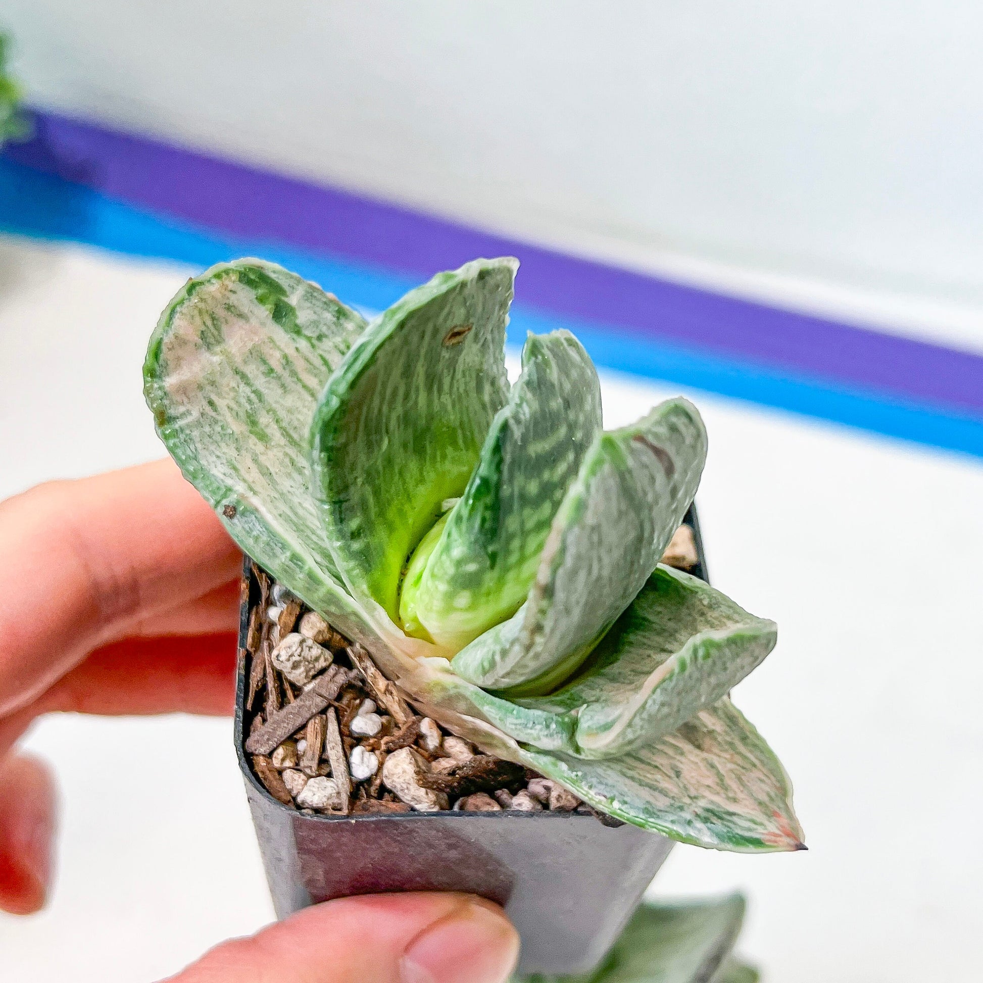 Gasteria Nigrican White (#B3) | South African Plants | Imported Plants