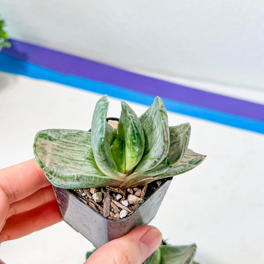 Gasteria Nigrican White (#B3) | South African Plants | Imported Plants