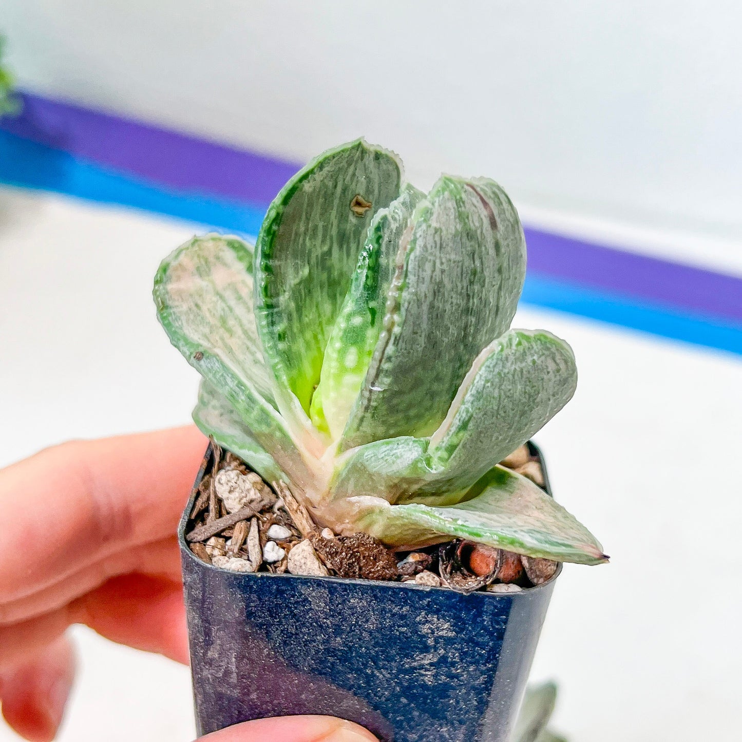 Gasteria Nigrican White (#B3) | South African Plants | Imported Plants