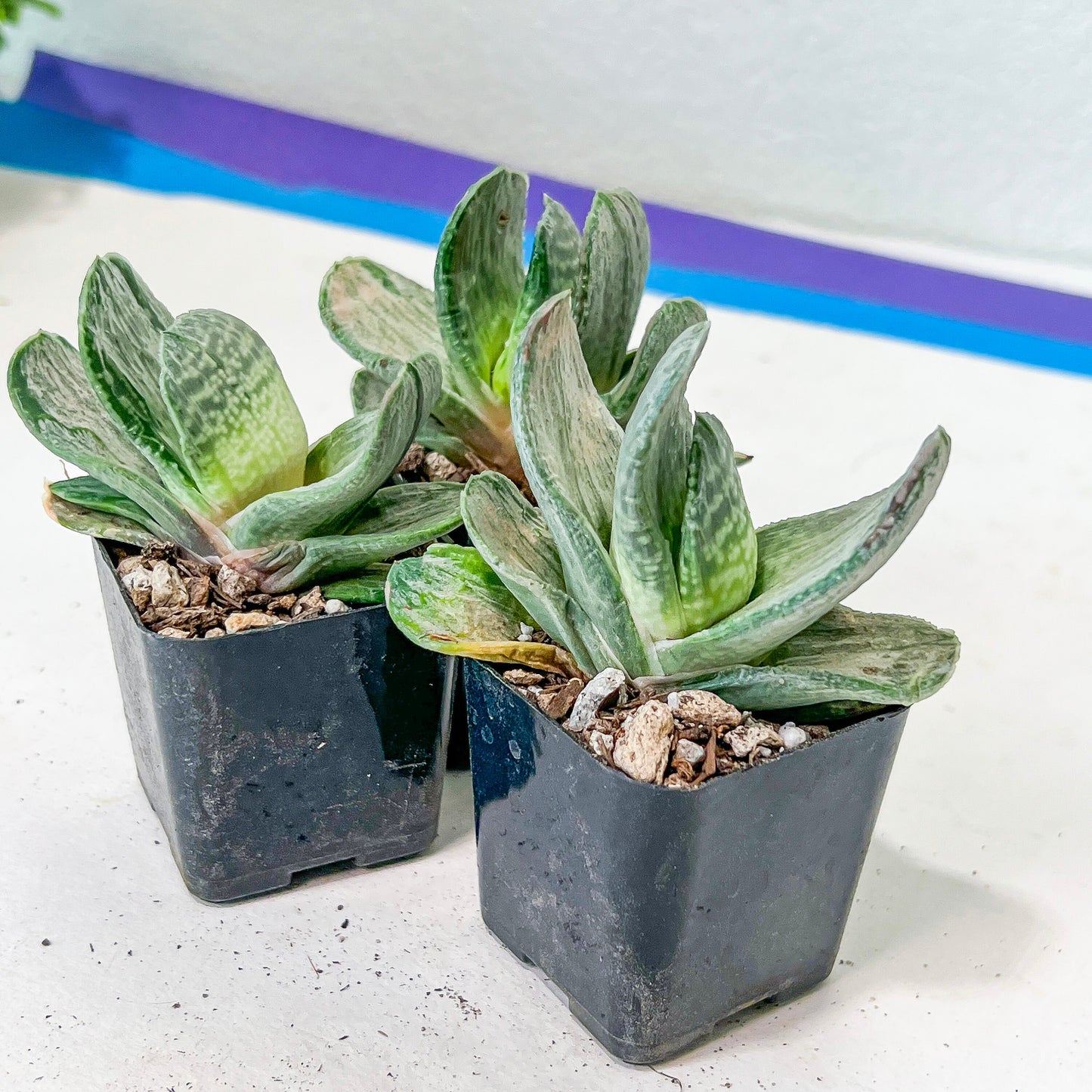 Gasteria Nigrican White (#B3) | South African Plants | Imported Plants