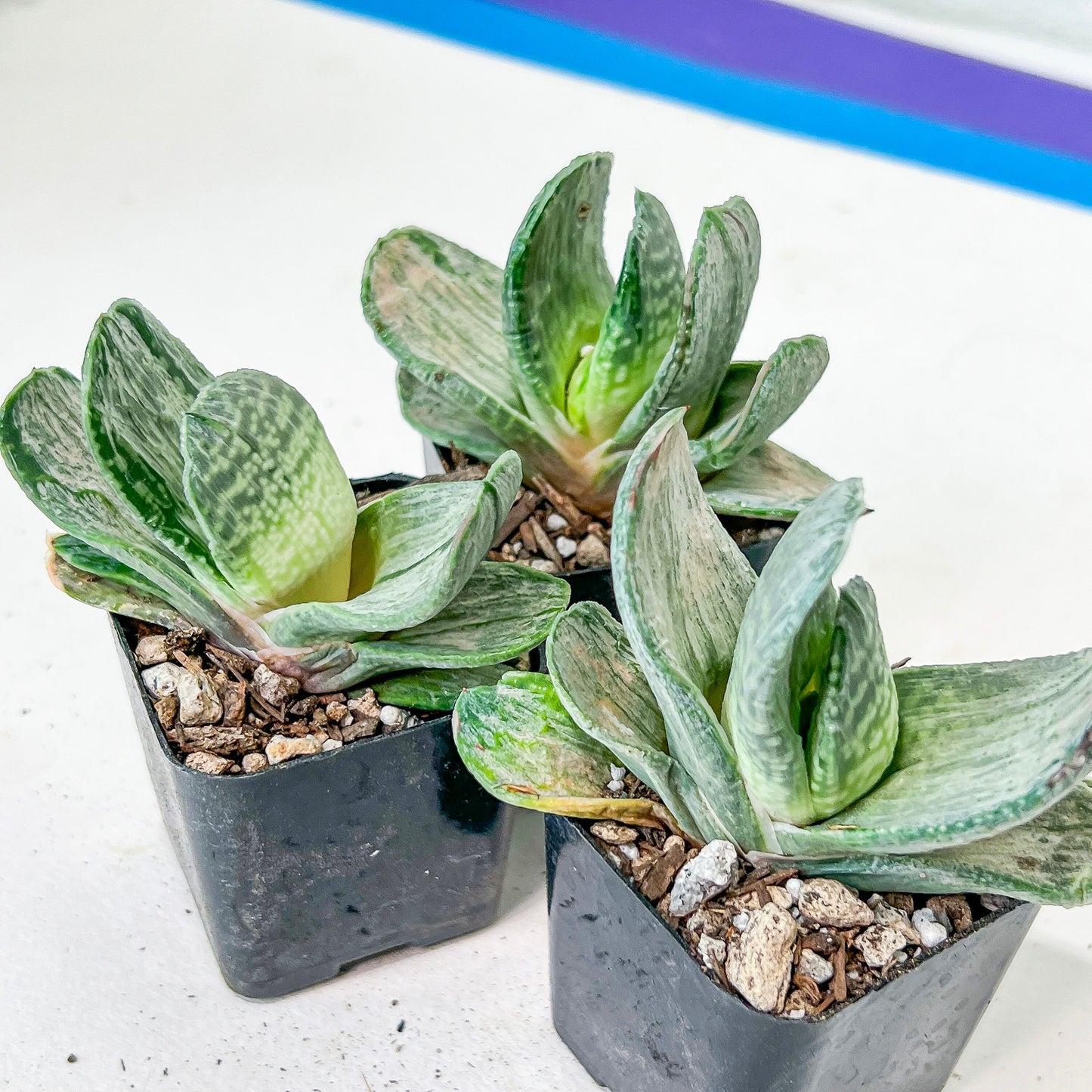 Gasteria Nigrican White (#B3) | South African Plants | Imported Plants