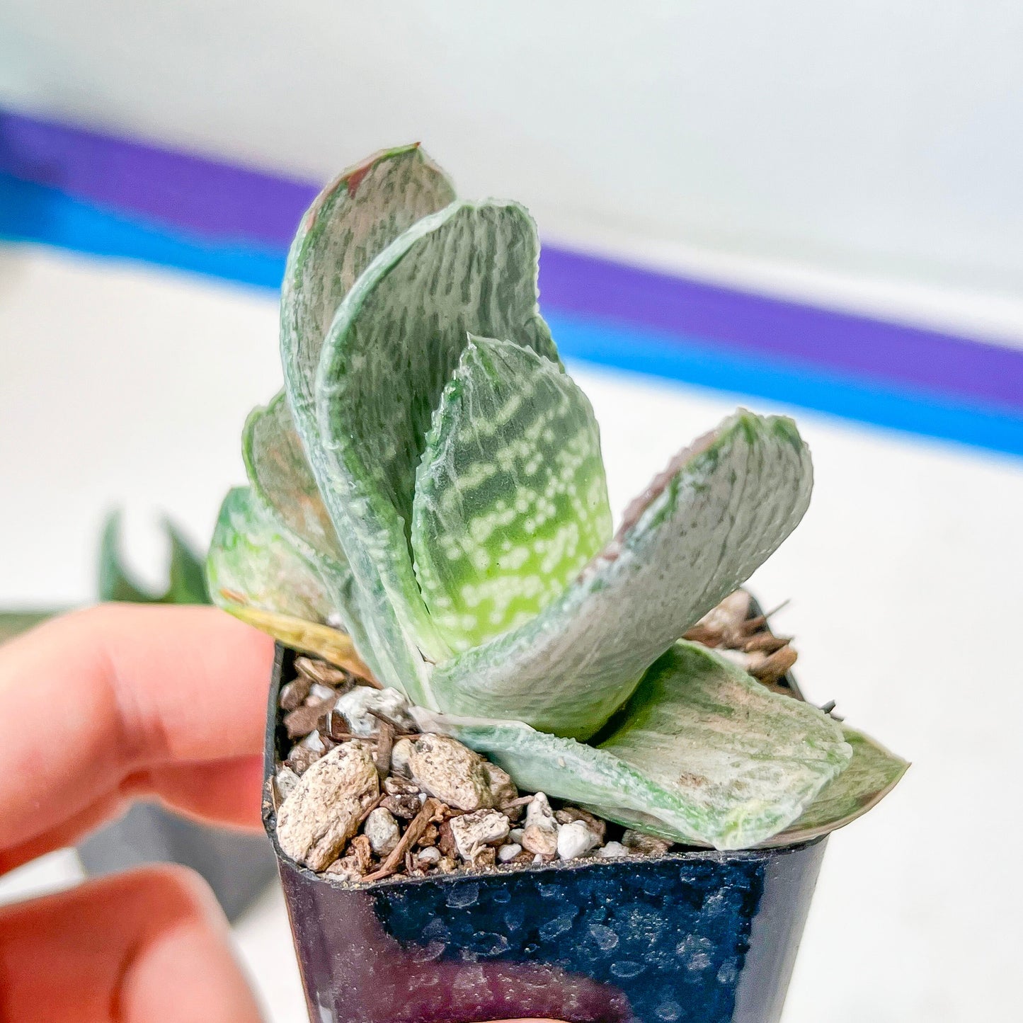 Gasteria Nigrican White (#B3) | South African Plants | Imported Plants