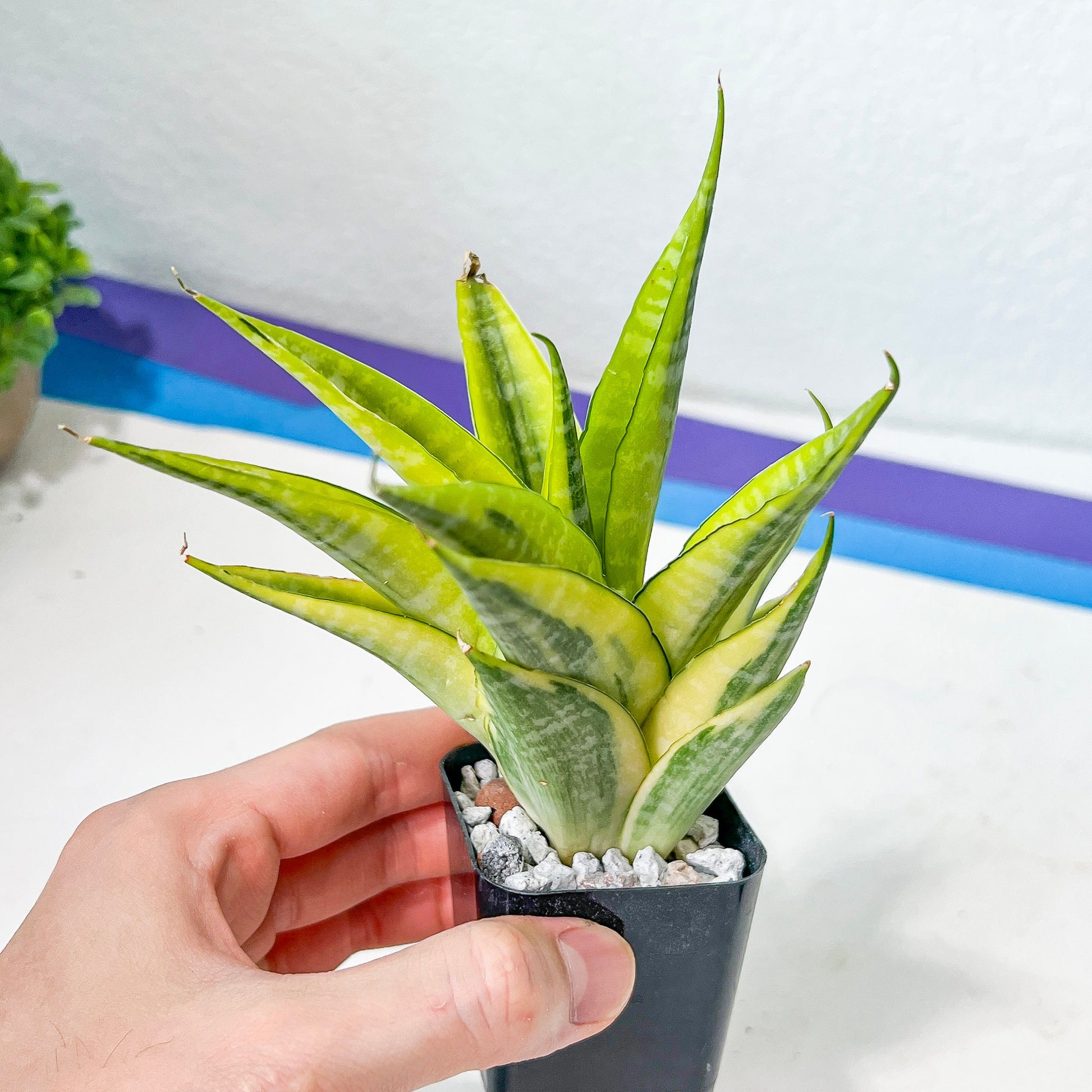 Sansevieria Cordova (#R44) | Snake Plant | Rare Imported Plants | 2" Pot