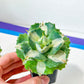 Agave Ohiraijin Shiro (#V4) | Mexican Plants | Imported Rare Agave | 2Inch Planter