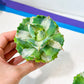 Agave Ohiraijin Shiro (#V4) | Mexican Plants | Imported Rare Agave | 2Inch Planter